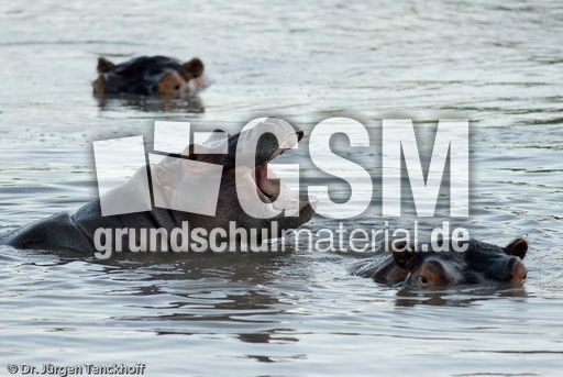 Flusspferd (33 von 104).jpg